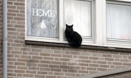 Huisvesting bijzondere doelgroepen in Velsen