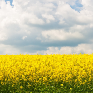 Handreiking Wvggz Oost Brabant|