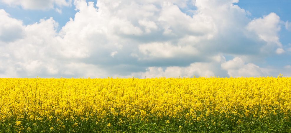 Handreiking Wvggz Oost Brabant|