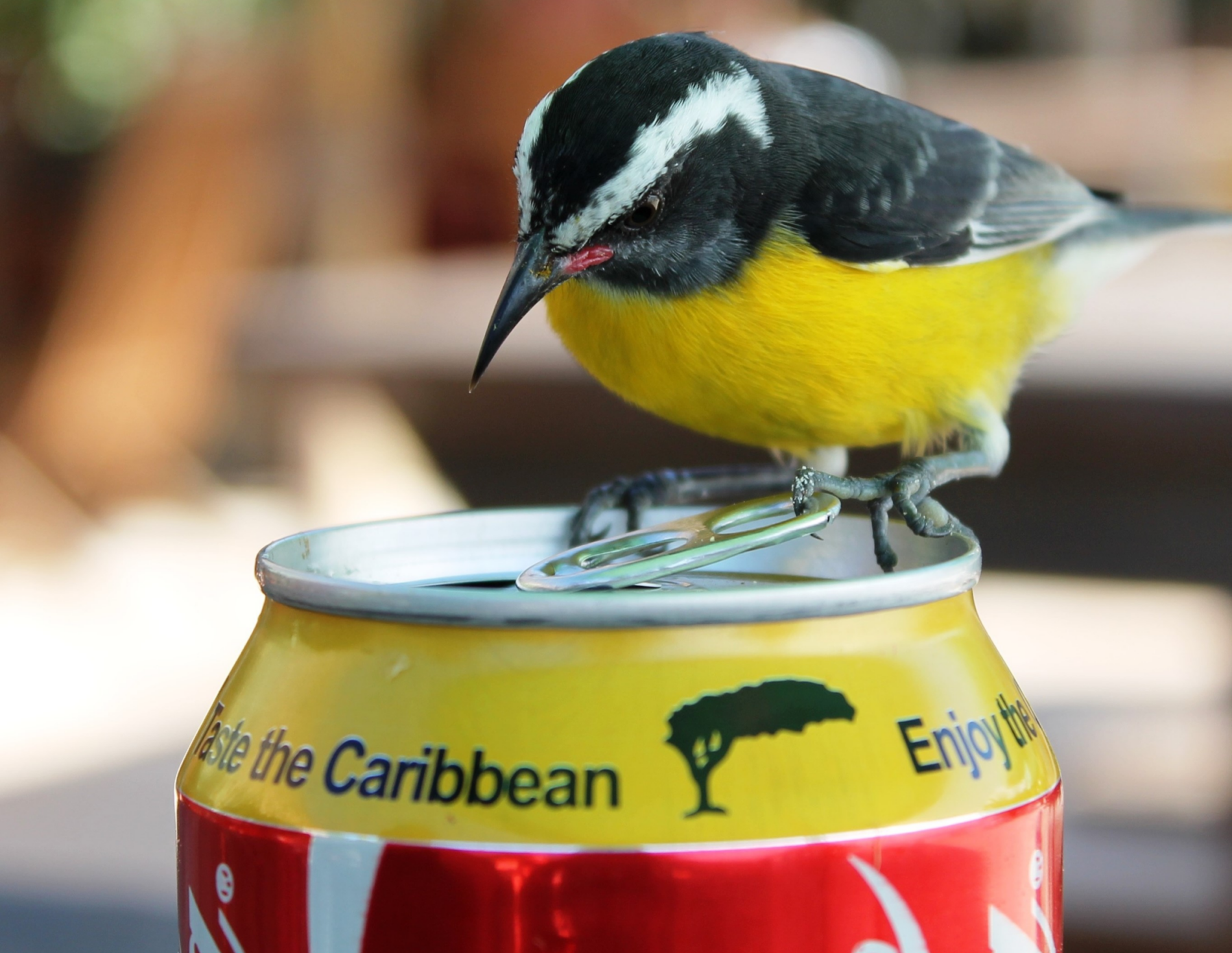 Ambtelijk-bestuurlijke integriteit in Caribisch Nederland